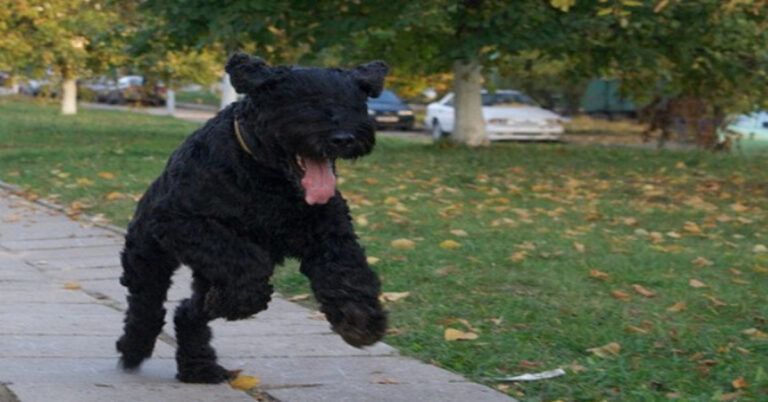 Štai, kaip šunys geba parodyti savo begalinę meilę šeimininkui!
