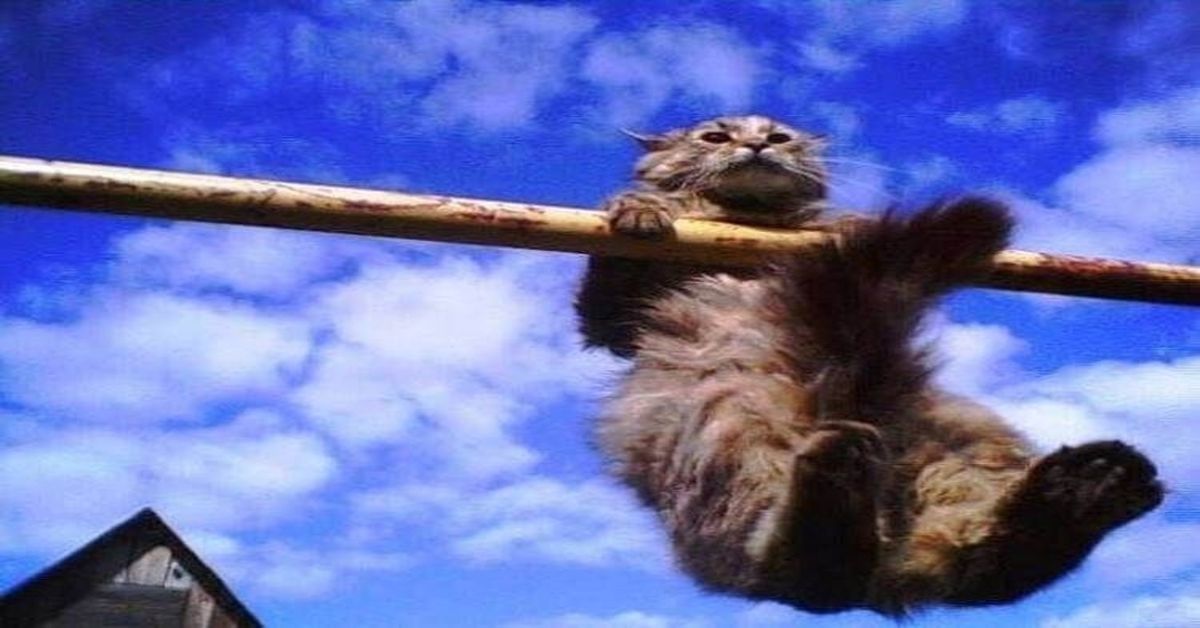 Katės - sportininkės: peržiūrėjus galeriją, gera nuotaika - garantuota