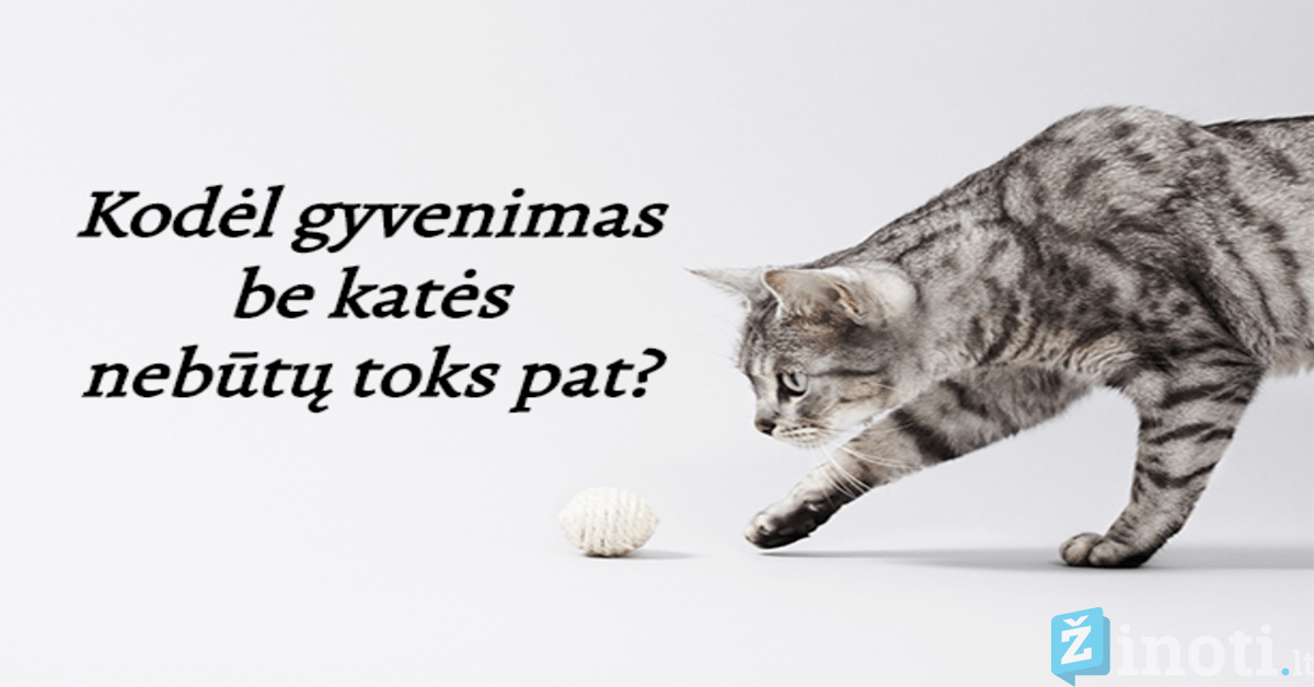 Naminės katės pareigos ir prievolės arba kodėl žmogus be jos neapsieitų