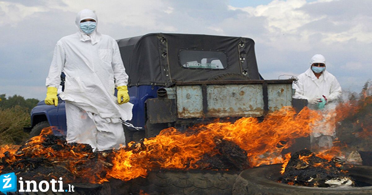 Šie virusai galėjo išnaikinti žmoniją, bet to nepadarė