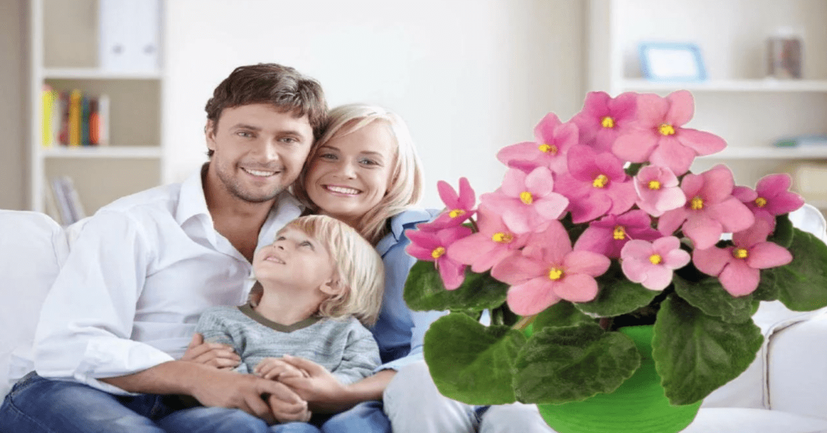 5 kambariniai augalai, kurie grąžins laimę jūsų šeimai