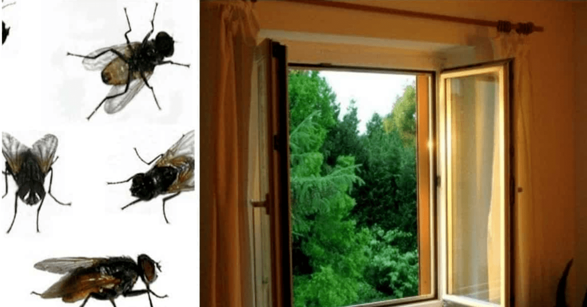 Kaip apsaugoti namus nuo įkyrių musių? Sužinokite!