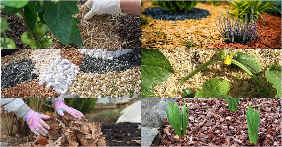 Ko geriau nenaudoti kaip mulčo sodo dirvožemiui?