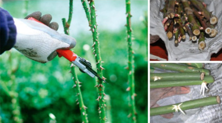 Rožių dauginimas dar niekada nebuvo toks paprastas: išbandykite šį efektyvų metodą