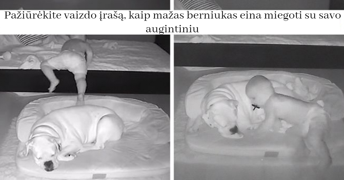 Pažiūrėkite vaizdo įrašą, kaip mažas berniukas eina miegoti su savo augintiniu