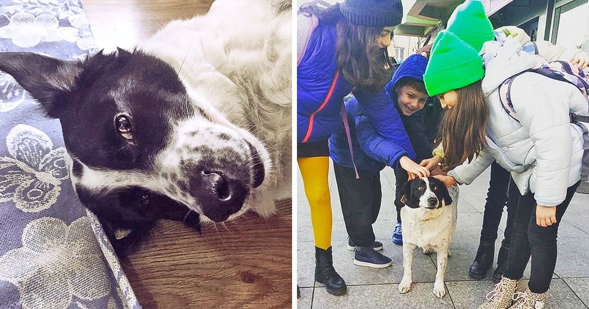 Susipažinkite: benamis šuo, kuris padeda vaikams pereiti per pėsčiųjų perėją