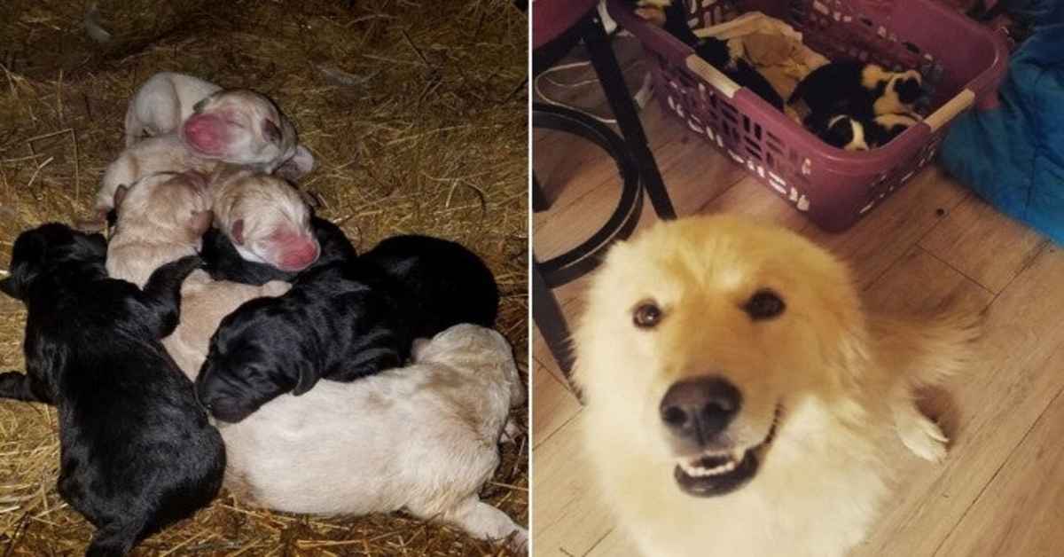 Žuvus jos šuniukams, kalytė Deizė puolė į depresiją. Tačiau šeimininkė rado, kaip ją pagydyti