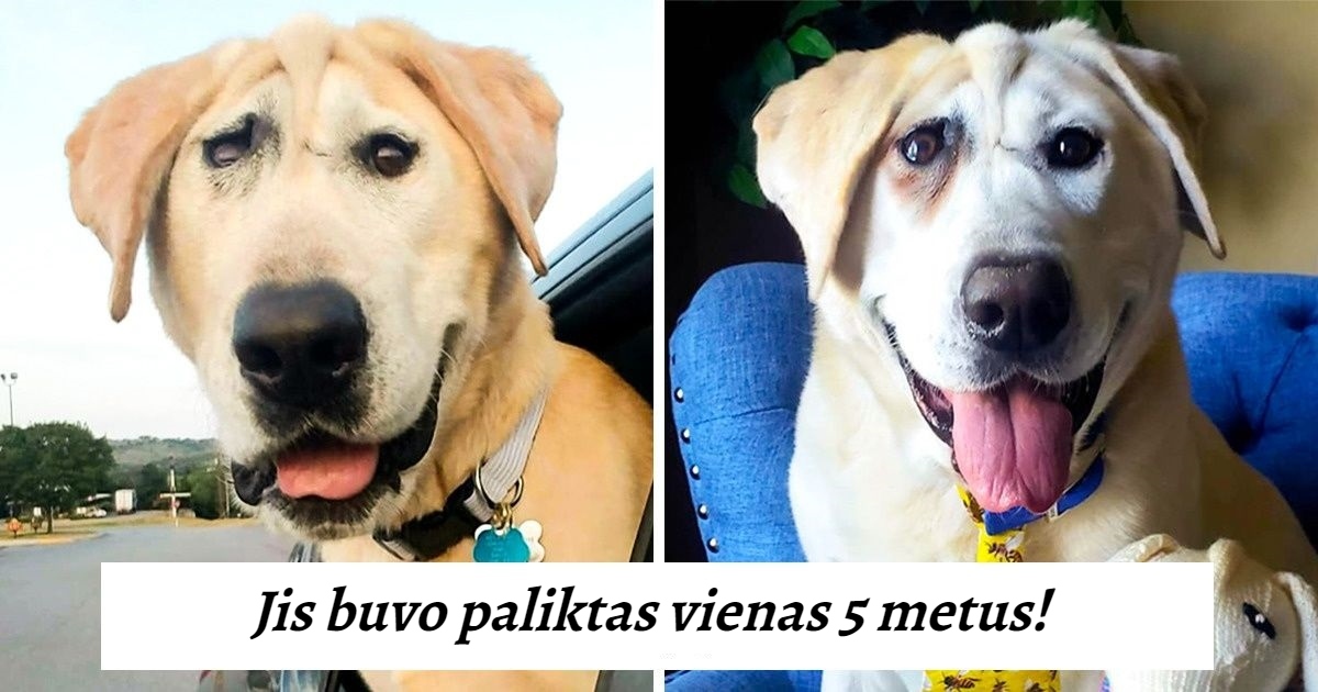 Du kartus dėl išvaizdos žmonių paliktas šuo pagaliau surado jį mylintį šeimininką