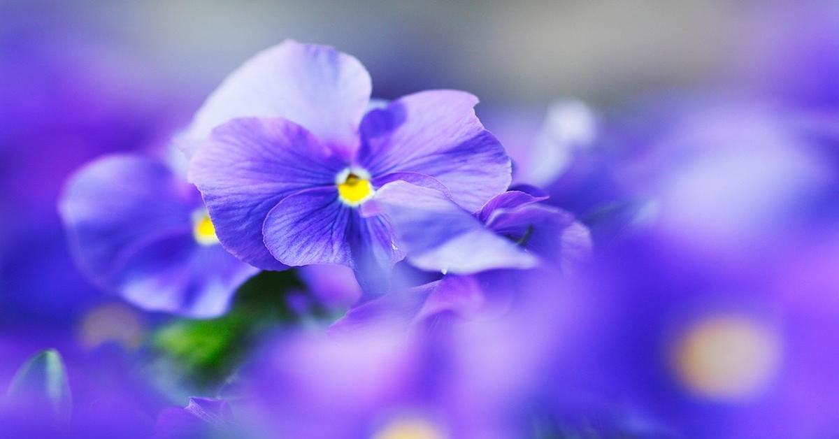 Gėlės, kurios iš moterų atima laimę. Jų geriau neauginti namuose