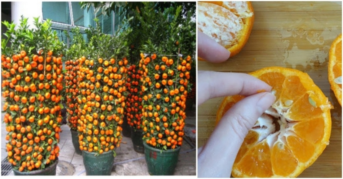 Kaip iš kauliuko užsiauginti mandariną? Labai lengva!