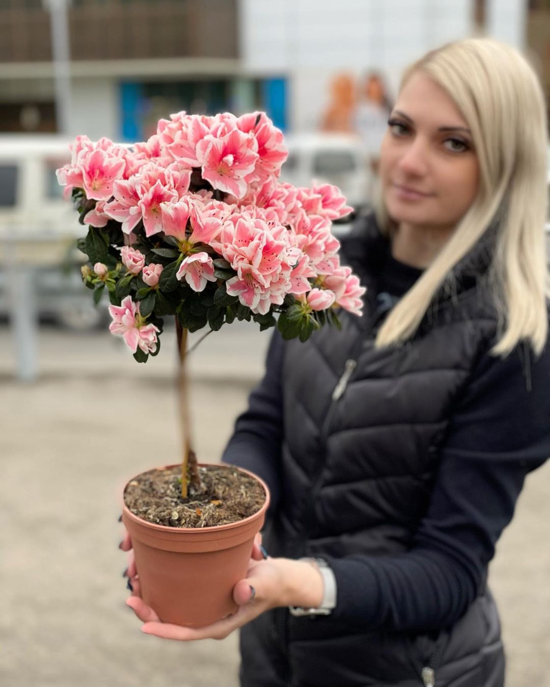 Azalija