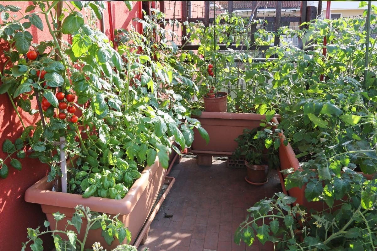 Kaip auginti daržoves balkone: 10 lengvai auginamų augalų net mažoje erdvėje