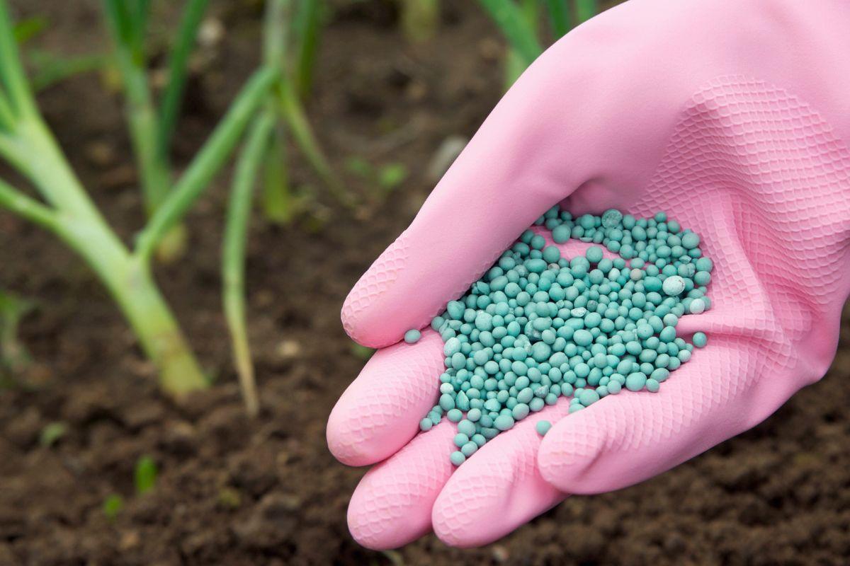 Kodėl negalima tręšti svogūnų? Svarbios klaidos, kurių būtina vengti