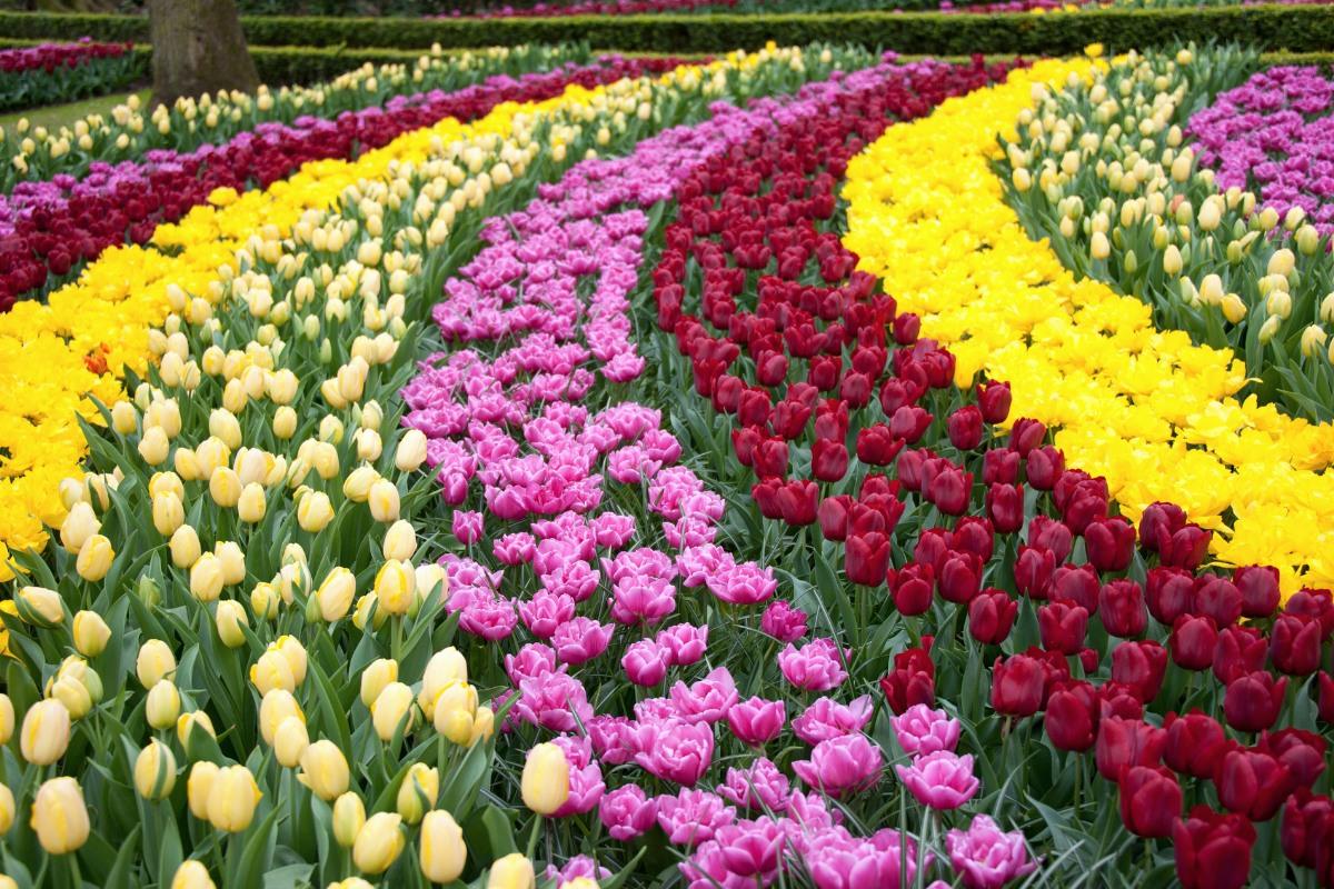 Tulpės – kaip sodinti pavasarį, prižiūrėti ir užtikrinti gausų žydėjimą