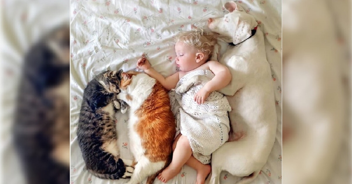 Šeima priglaudė šunį, kuris bijojo visko. Tai baigėsi, kai jis sutiko stebuklingą berniuką