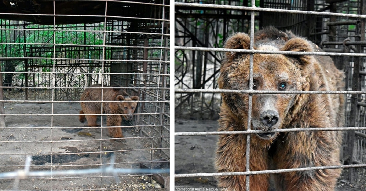 Liūdniausias lokys pasaulyje 30 metų gyveno purviname narve. Dabar gyvūnų mylėtojai reikalauja jį paleisti