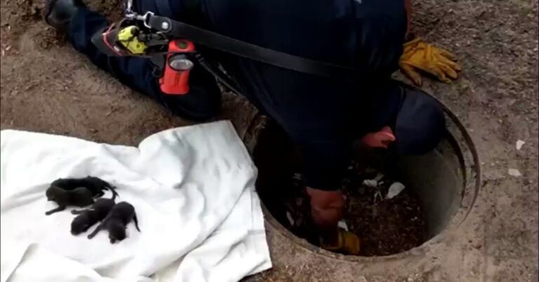 Ugniagesiai manė, kad išgelbėjo 8 labradoro šuniukus. Vėliau sužinojo, kad tai mažos lapės