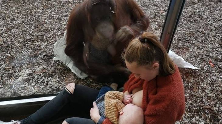 Jautri akimirka zoologijos sode: orangutano elgesys sujaudino visą pasaulį