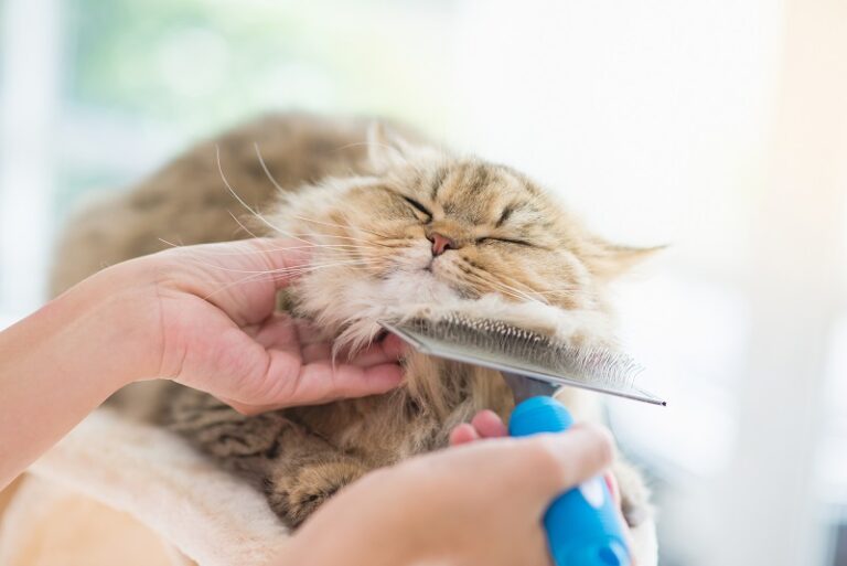 5 požymiai, kad jūsų katei trūksta dėmesio