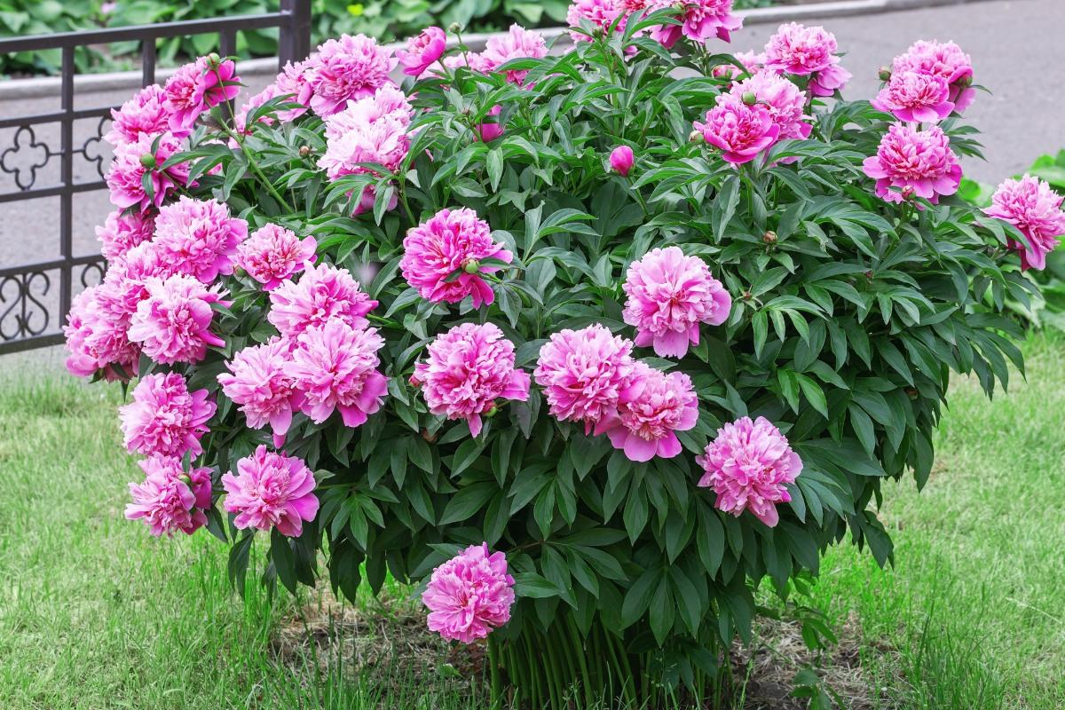 Kaip patręšti bijūnus pavasarį: geriausi tręšimo būdai vešliam žydėjimui