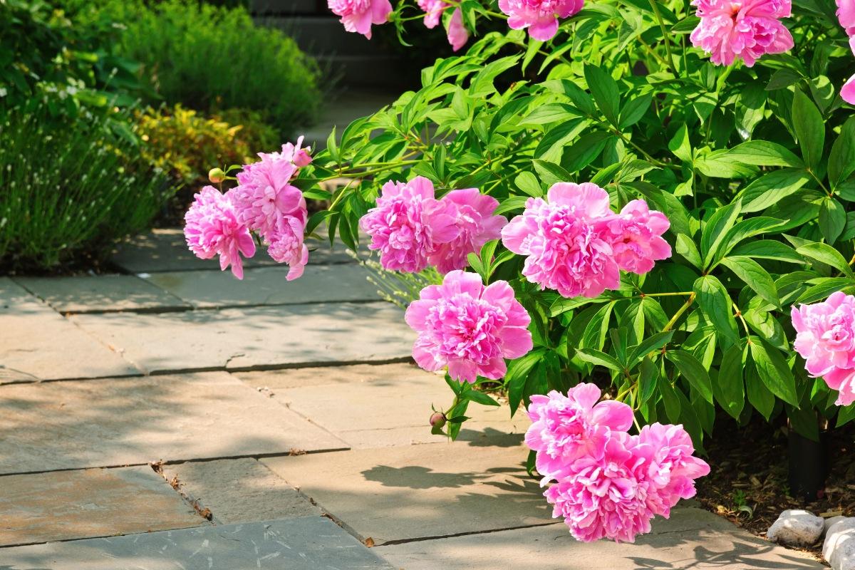 Bijūnai nežydi: pagrindinės priežastys ir kaip paskatinti žydėjimą