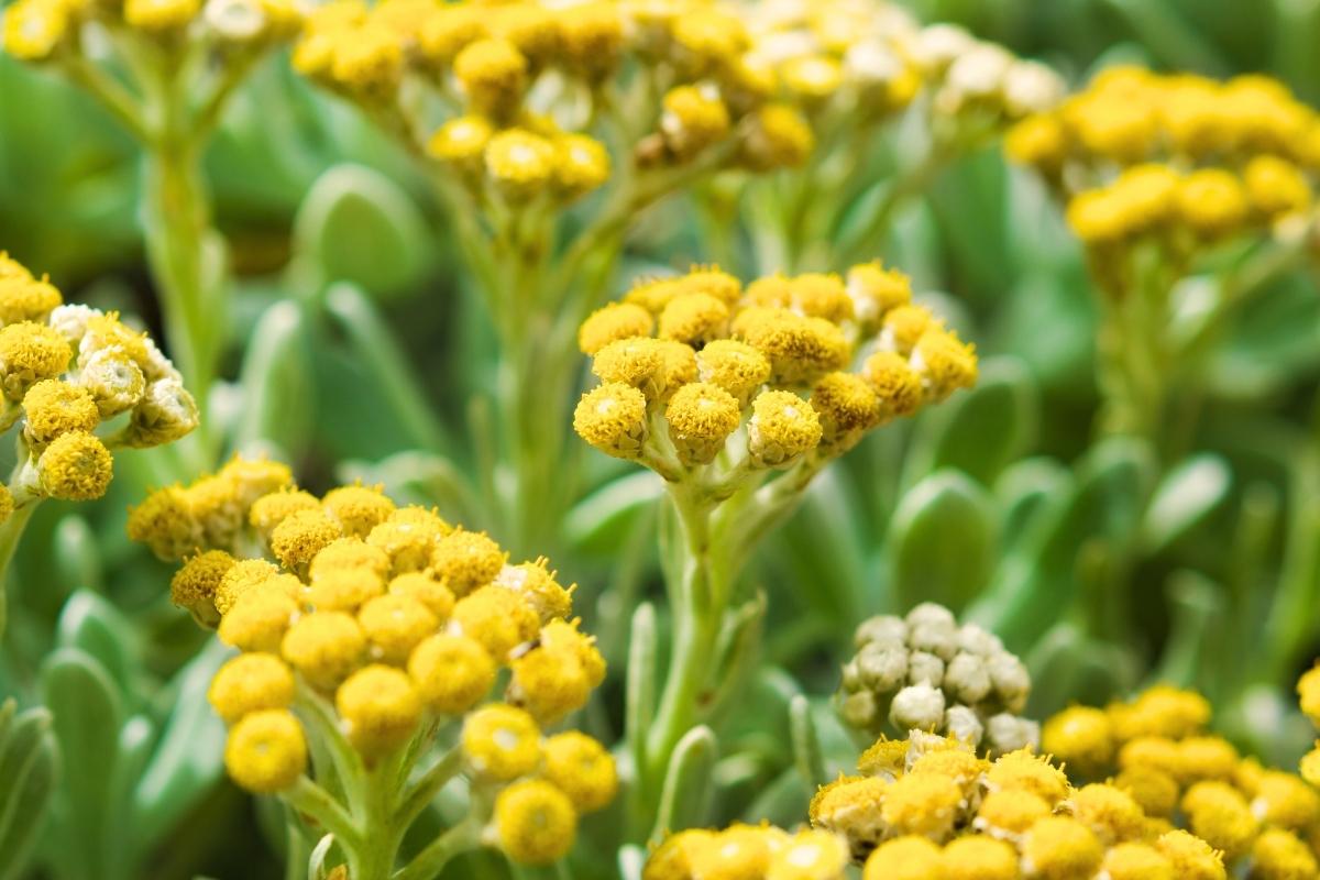 Bitkrėslė: natūrali priemonė nuo vabzdžių, erkių ir kenkėjų sode