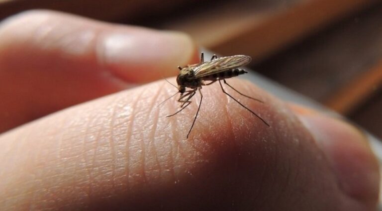 Išbandykite šią efektyvią priemonę nuo uodų: kraujasiurbiai jus aplenks 10 metrų spinduliu!