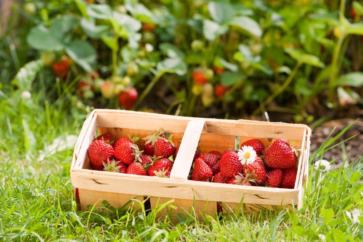 Kaip padidinti braškių derlių natūraliu būdu: paprasta priemonė iš virtuvės