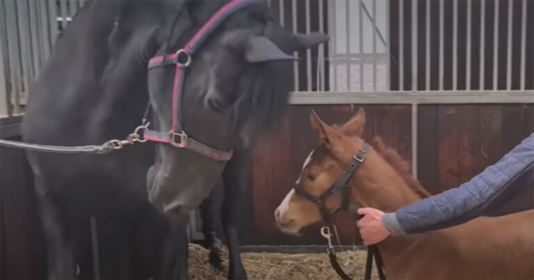 Kumeliuko netekusi kumelė buvo sugniuždyta, tačiau kai kas jai pakėlė ūpą