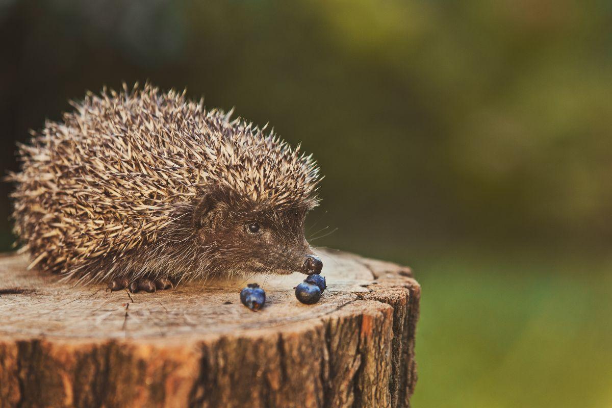 Ką ėda ežiai? Sužinokite, kuo minta šie dygliuoti žvėreliai gamtoje ir ką jiems galima duoti!