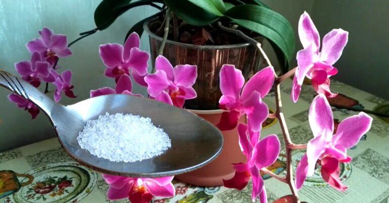 Kaip tinkamai tręšti namuose auginamas orchidėjas?