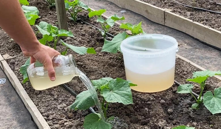 Norite gausesnio agurkų derliaus? 3 kartus per sezoną tręškite juos šiomis trąšomis!