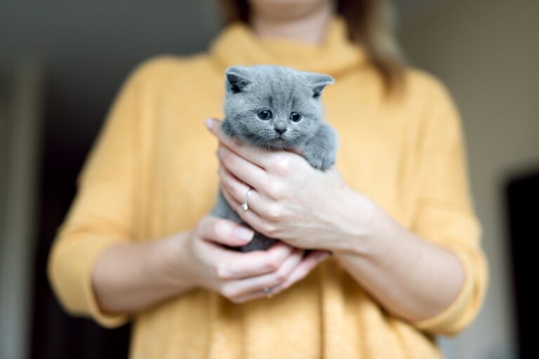 Kodėl katės savo šeimininkus laiko tėvais?