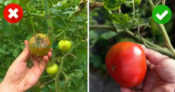 Kaip apsaugoti pomidorus nuo bulvių maro?