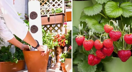 Kaip auginti braškes balkone? Šis auginimo būdas duos milžinišką derlių