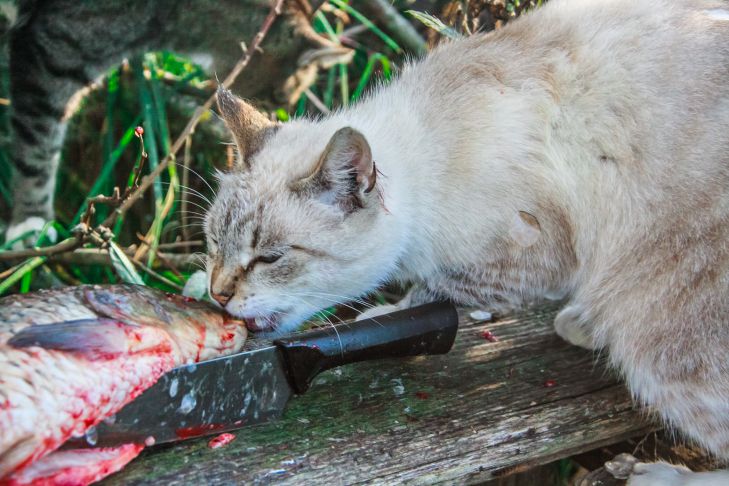Kodėl katė urzgia valgydama: ekspertai išvardino netikėtas priežastis
