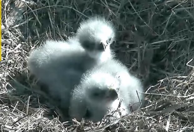 Zoologas bandė išgelbėti nykstančios rūšies erelį: tą padaryti jam padėjo išradingas sprendimas