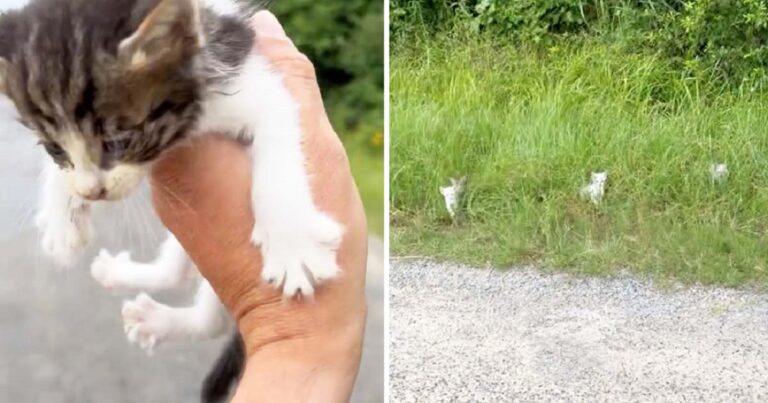 Vairuotojas manė, kad išgelbėjo vieną kačiuką, tačiau netrukus suprato, kad tai buvo „pasala“