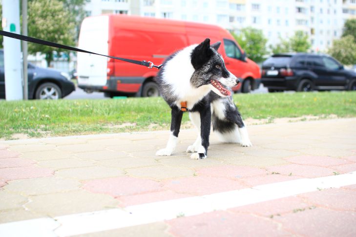 Kaip atpratinti šunį tempti pavadėlį: klaidos, kurias dažniausiai daro šunų šeimininkai