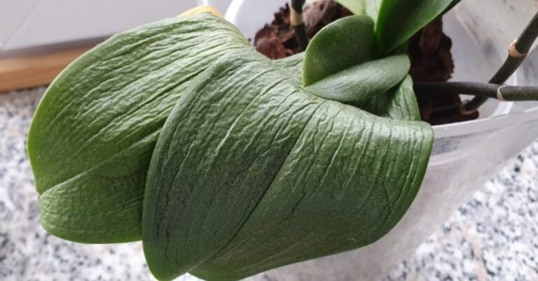Ką daryti, jei suglebo orchidėjos lapai?