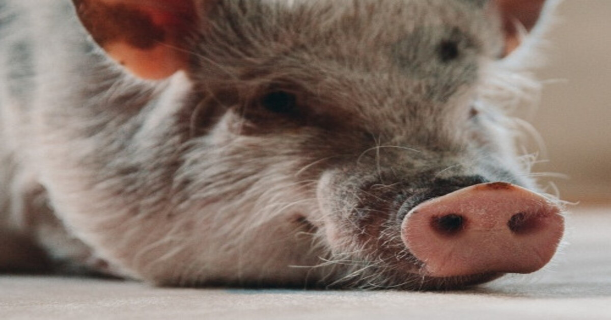 6 įdomūs faktai apie žmones, kurie gimė Kiaulės metais