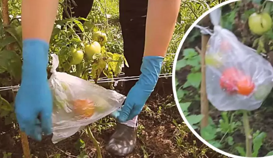 Sodininkų patikrintas triukas: ant pomidorų sezono pabaigoje uždėkite plastikinį maišelį