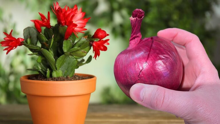 Šią maistinę medžiagą naudoju visiems kambariniams augalams: gėlės atsidėkoja gausiais žiedais!