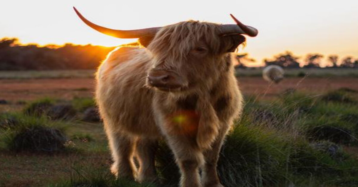 Ką skubiai padaryti žmonėms, gimusiems Jaučio metais, kad jie sulauktų sėkmės?