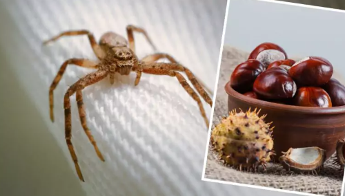 Ne tik kaštonai padeda atbaidyti vorus: sužinokite, kaip atbaidyti nepageidaujamus įnamius