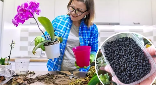 Aktyvinta anglis gali išgelbėti jūsų augalus: įdėkite jos į vazonus!