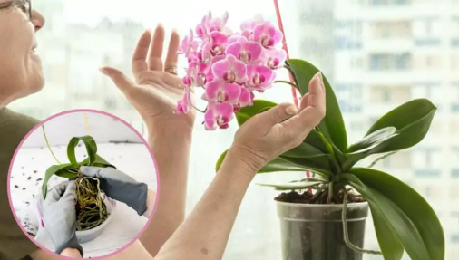 Ką daryti, jei nuvysta orchidėja? Jei veiksite greitai, galėsite išgelbėti augalą
