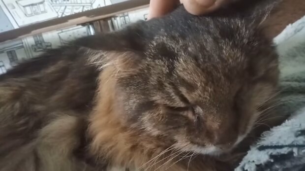 Senas katinas pagaliau sutiko savo tikrą šeimininką: veterinarijos gydytojas jį priglaudė