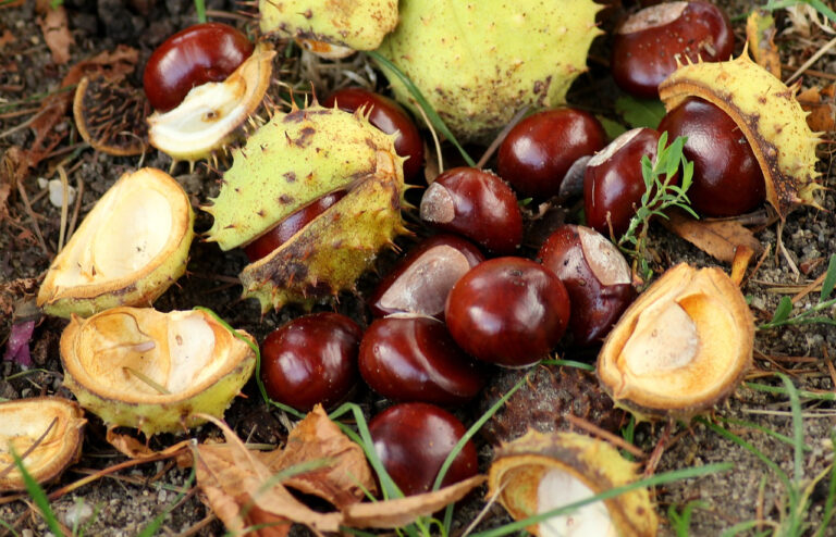 Šie paprasti vaisiai turi didžiulę galią: dabar pats laikas juos skinti!