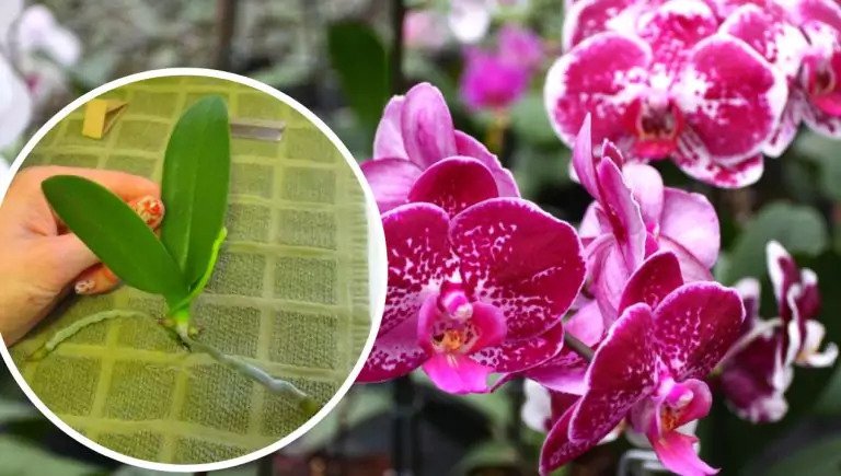 Kaip dauginti orchidėjas namuose? Tai lengviau, nei manote